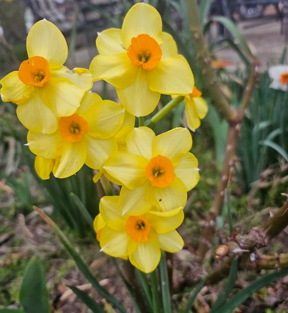  - Narcise 2018 24 25