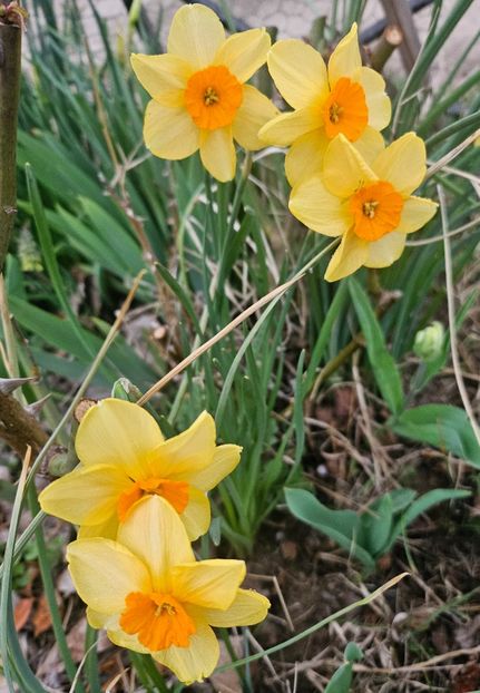  - Narcise 2018 24 25