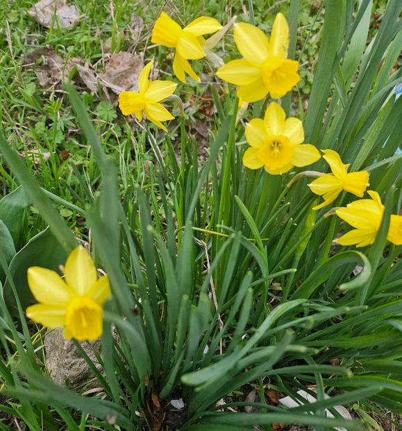  - Narcise 2018 24 25