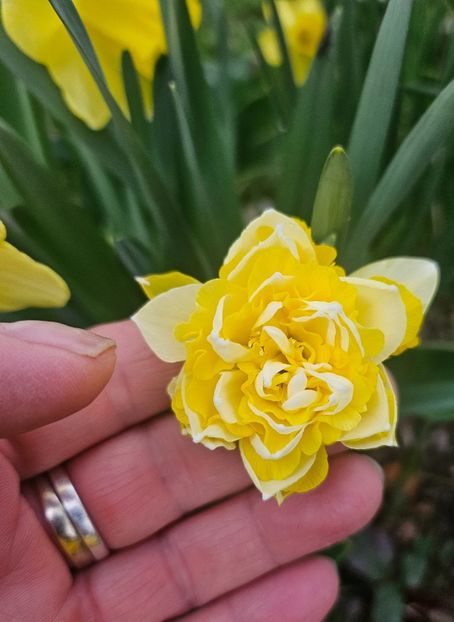  - Narcise 2018 24 25