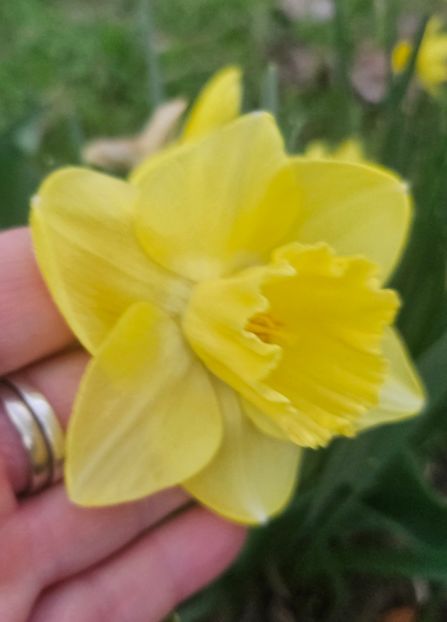  - Narcise 2018 24 25