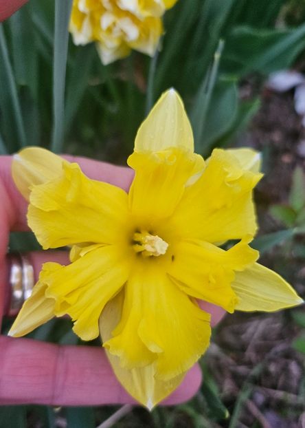  - Narcise 2018 24 25