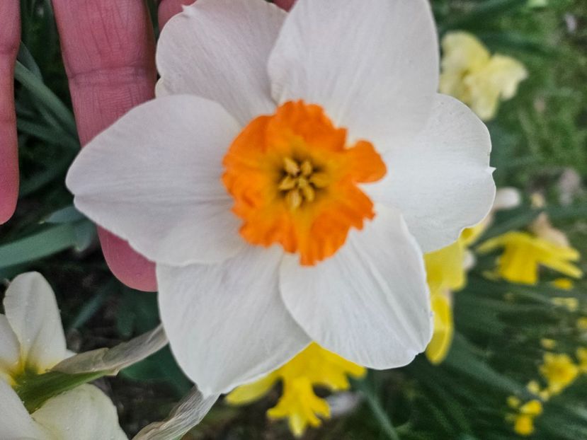  - Narcise 2018 24 25