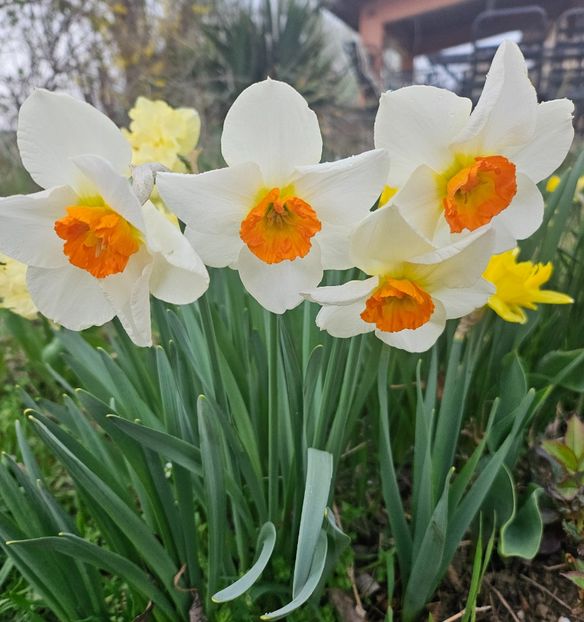  - Narcise 2018 24 25