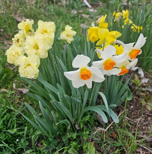  - Narcise 2018 24 25