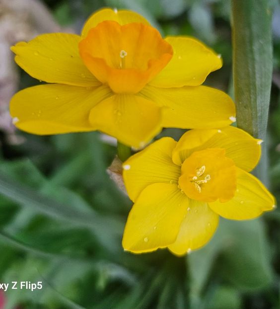  - Narcise 2018 24 25