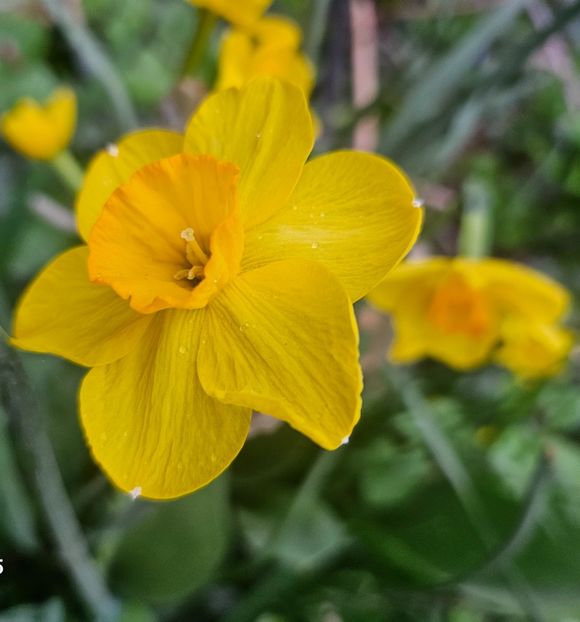  - Narcise 2018 24 25