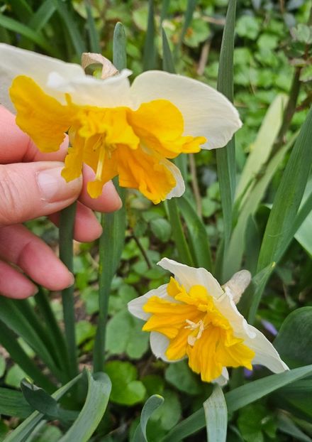  - Narcise 2018 24 25