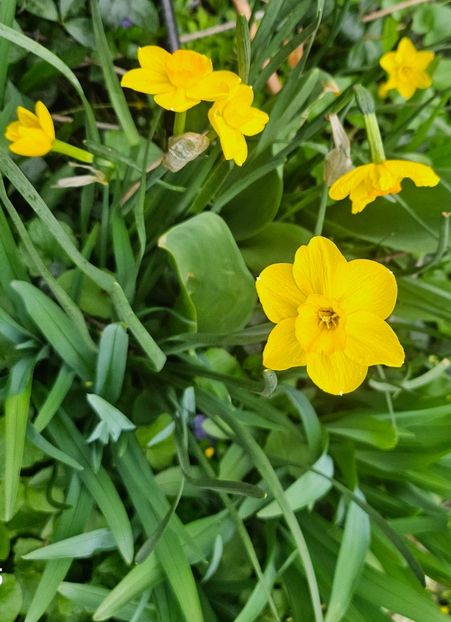  - Narcise 2018 24 25