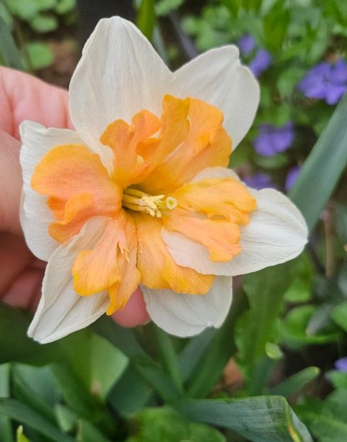 248d83eb-17b0-4af8-993c-b1a32298f848-1_all_91773 - Narcise 2018 24 25