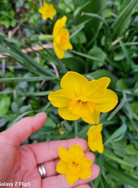  - Narcise 2018 24 25