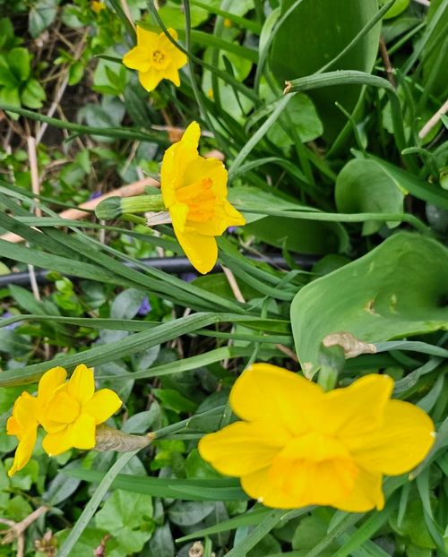 248d83eb-17b0-4af8-993c-b1a32298f848-1_all_91769 - Narcise 2018 24 25