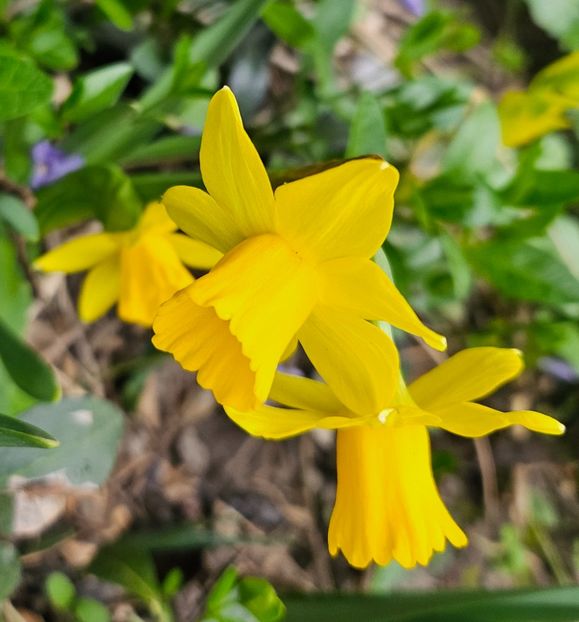  - Narcise 2018 24 25