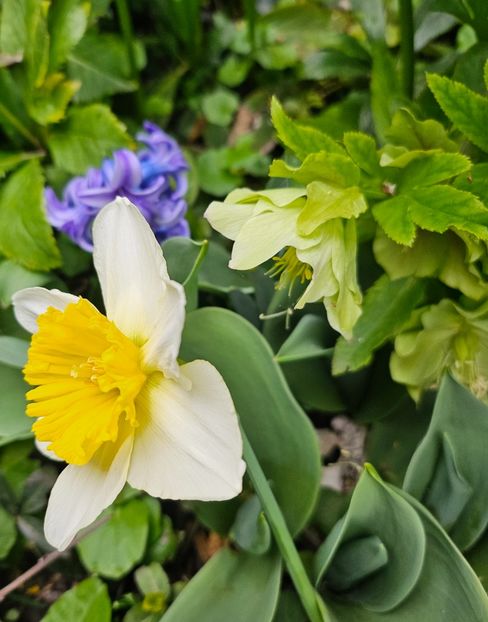  - Narcise 2018 24 25