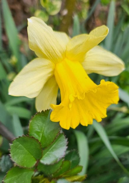  - Narcise 2018 24 25