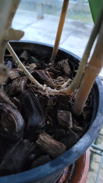 Este și mai bine dacă pulverizăm mediu - două capete