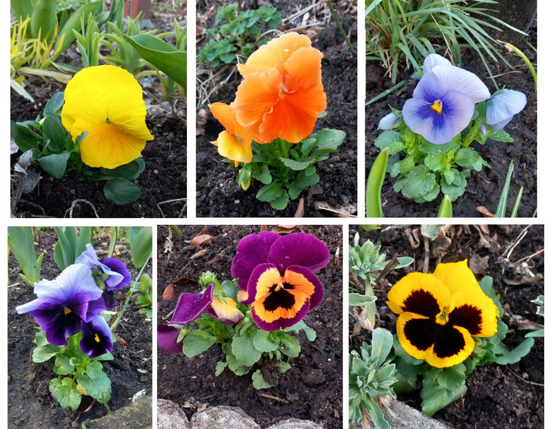  - 2025 - 01 - Primavara