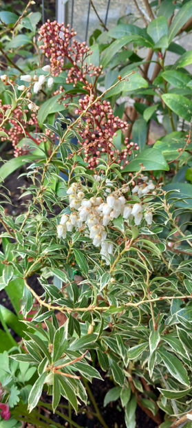  - 2025 - 01 - Primavara