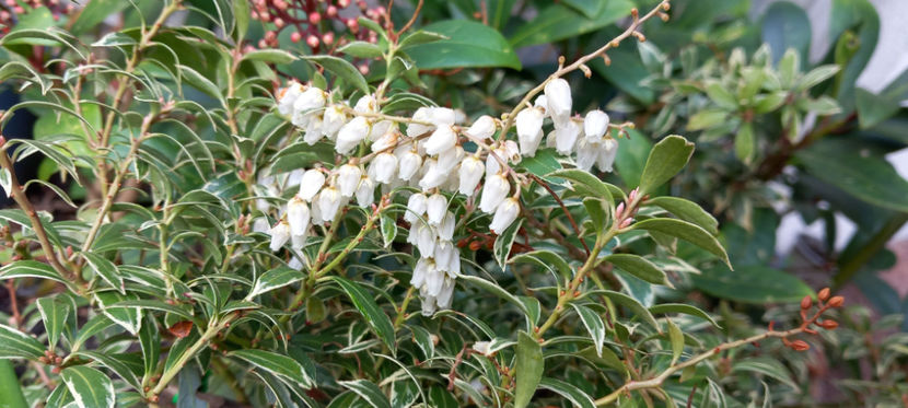  - 2025 - 01 - Primavara