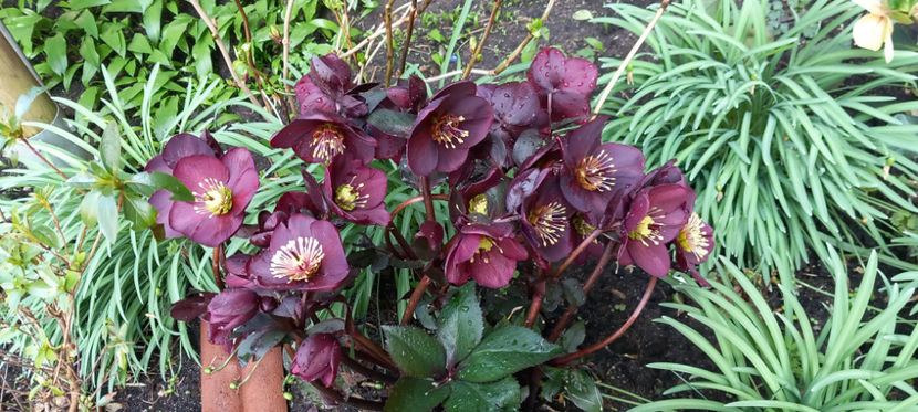  - Helleborus - Spanz