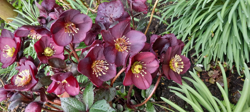  - Helleborus - Spanz