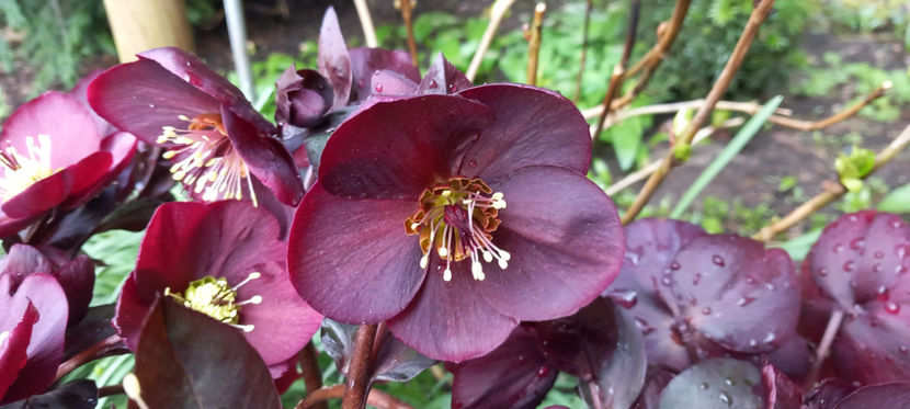  - Helleborus - Spanz