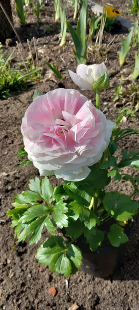  - 2025 - 01 - Primavara