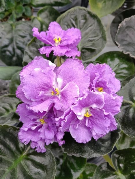 Le-Ilaria - 1 Violete