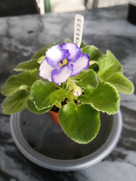 Mac's Arctic Sky - 1 Violete