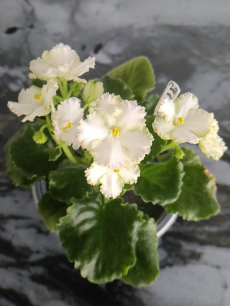 AV-Skazka - 1 Violete