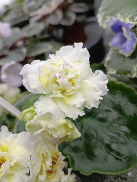 LE- Zoloto Nibelungov - 1 Violete