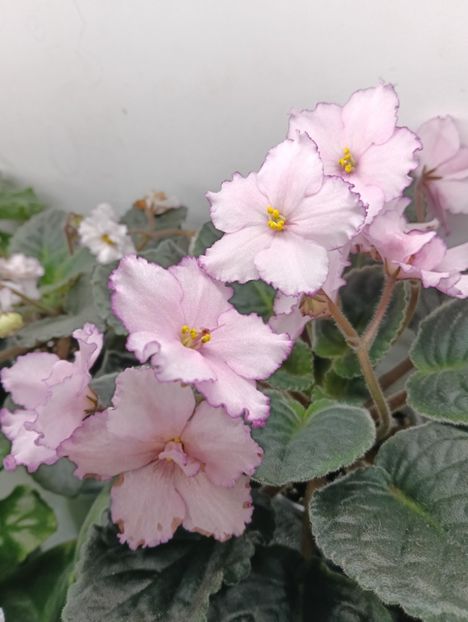 KZ- Maia Plisețkaia - 1 Violete