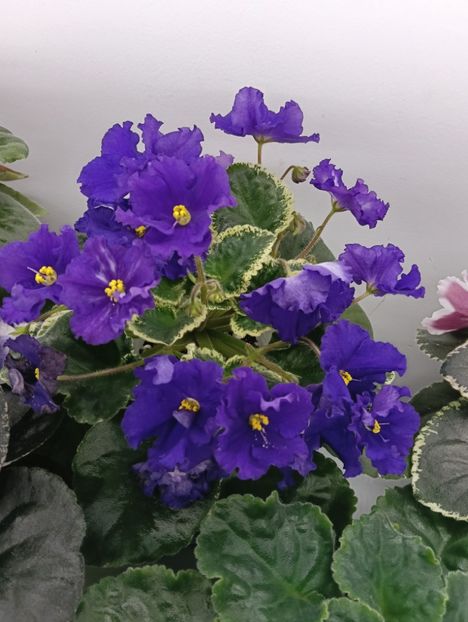 LF-Novolunie - 1 Violete