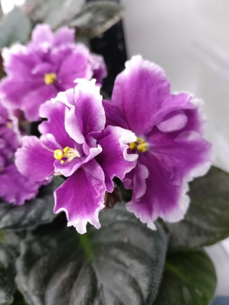 KZ-Yelanaia Gostia - 1 Violete