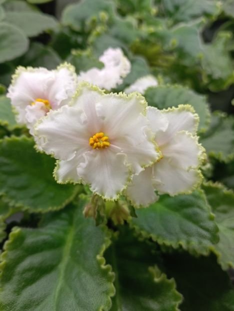 KNS-BOGDANA - 1 Violete