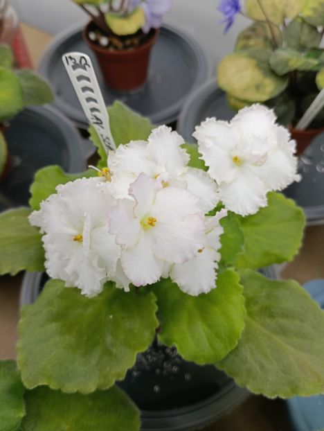 AV-SKAZKA - 1 Violete