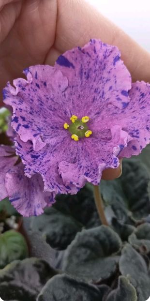 RS-Zabijaka - 1 Violete