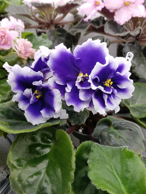 DN- ROYAL BLUE - 1 Violete