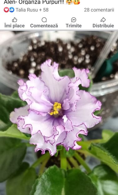 Alen-Organza Purpur - 1 Violete