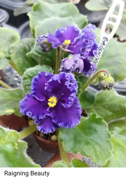 REINING BEAUTY - 1 Violete