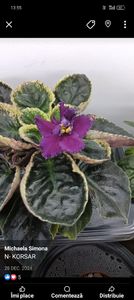 N-Korsar - 1 Violete