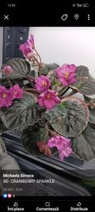 BE- CRANBERRY SPARKLE - 1 Violete