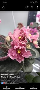 Ness' Orange Pekoe - 1 Violete