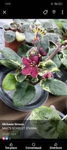 MAC'S Scarlett O'Harra - 1 Violete