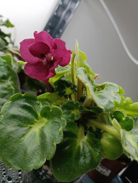 VAT- SUPER MAMA - 1 Violete