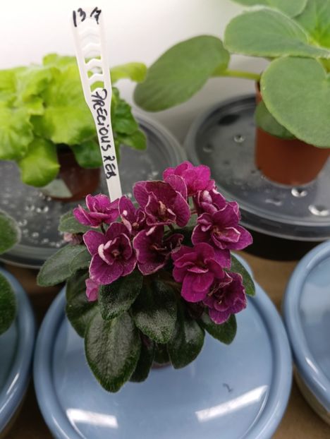 PRECIOUS RED - 1 Violete