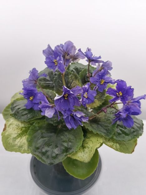 PEKA VOLGA - 1 Violete