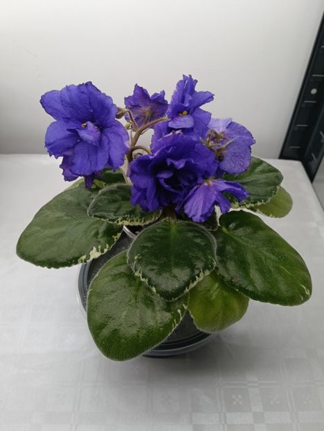 VAT-PROZRACINAIA CAPLIA - 1 Violete