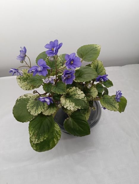 AJON'S RAQUEL - 1 Violete