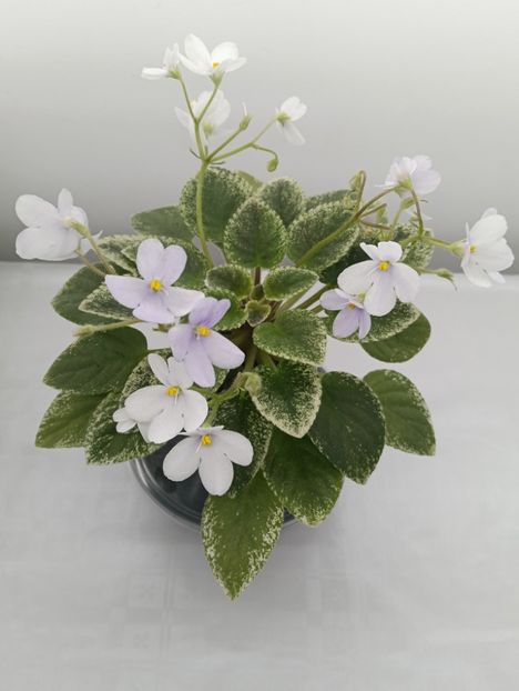 ALAN'S FALLEN ANGEL SP. - 1 Violete